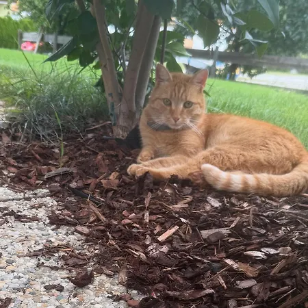 Mitterwallner 3* Шладминг