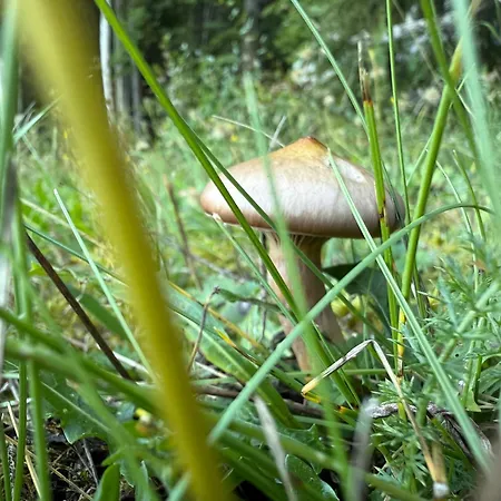 Mitterwallner Гостевой дом