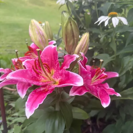 Maison d'hôtes Mitterwallner Schladming