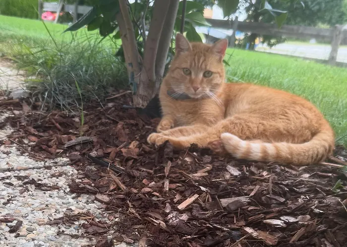 Mitterwallner 3* Шладминг