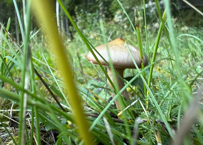 Mitterwallner Maison d'hôtes