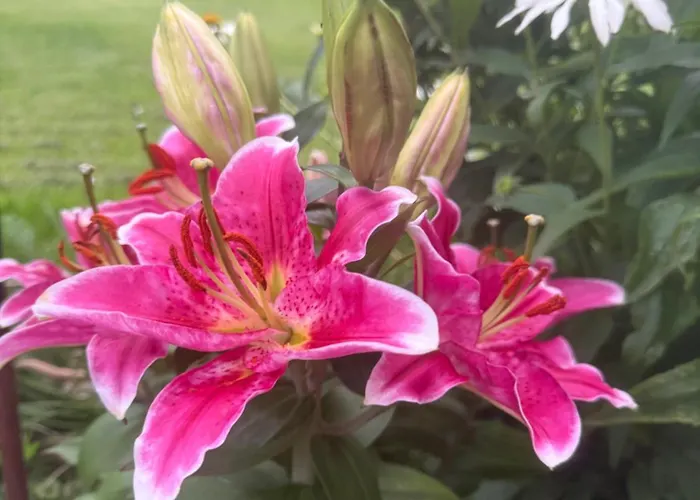 Gæstehus Mitterwallner Schladming